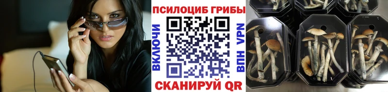 Псилоцибиновые грибы Psilocybe Невьянск